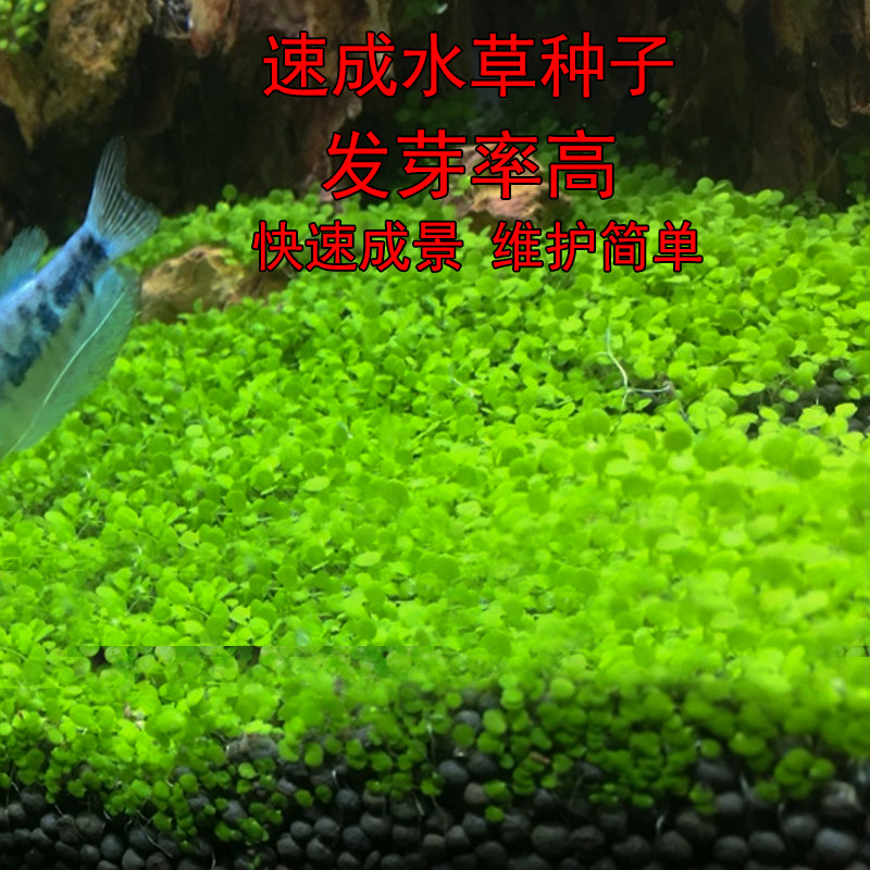 前景速成草种子迷你对叶