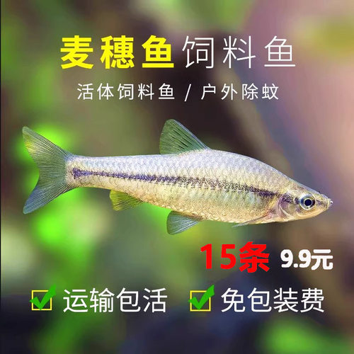 练手冷水鱼活体麦穗鱼观赏鱼不用加温热好养活群游小型淡水原生鱼