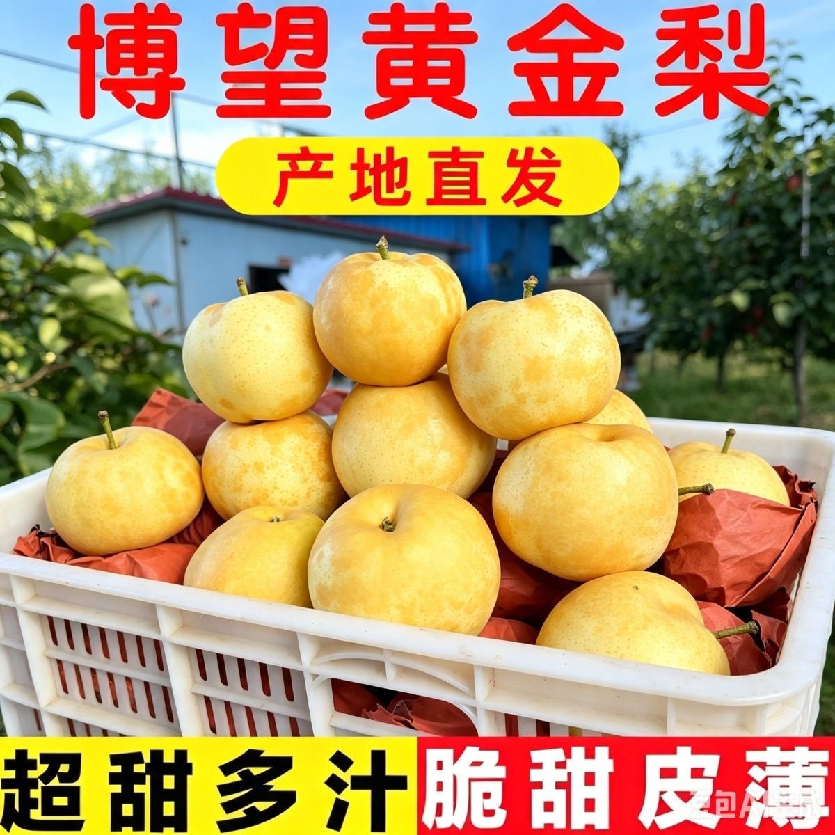梨子新鲜南阳博望黄金梨新鲜水果河南产地直发超甜多汁脆甜皮薄