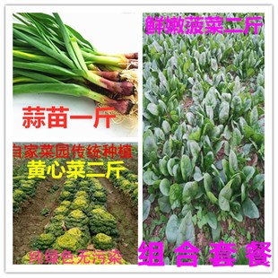 组合菜霜打当季新鲜黄心菜乌塌菜2斤蒜苗1斤/趴地菠菜2斤总5斤包