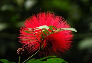 花美叶美株形美 美洲红合欢小苗 红绒球朱樱花 美洲欢 可盆栽