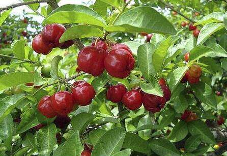 室外庭院盆栽地栽  针叶樱桃 西印度樱桃果树苗  一年左右可结果