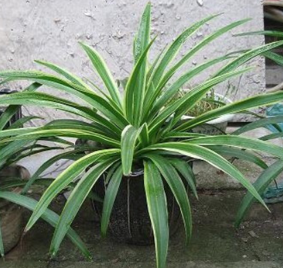 室内悬垂观叶植物盆栽  银边吊兰 净化室内空气 可种土或水养