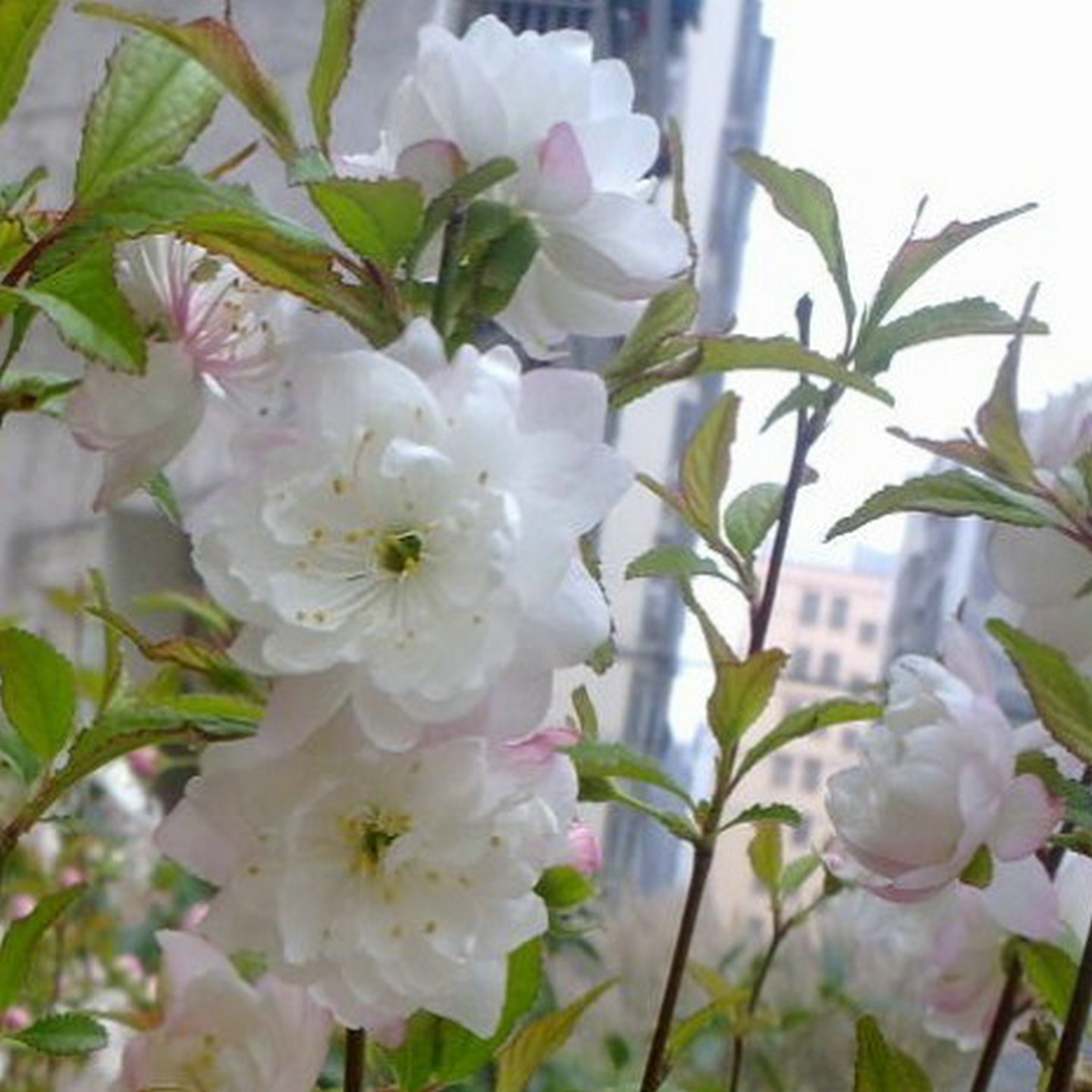观花盆栽木本花卉 梅花品种 矮型重瓣鸳鸯梅花 翠梅 郁李花开两色