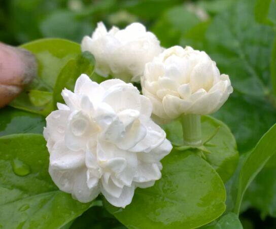 盆栽香花卉 圆叶大花越南虎头茉莉花又叫圆叶宝珠茉莉 花大花瓣多