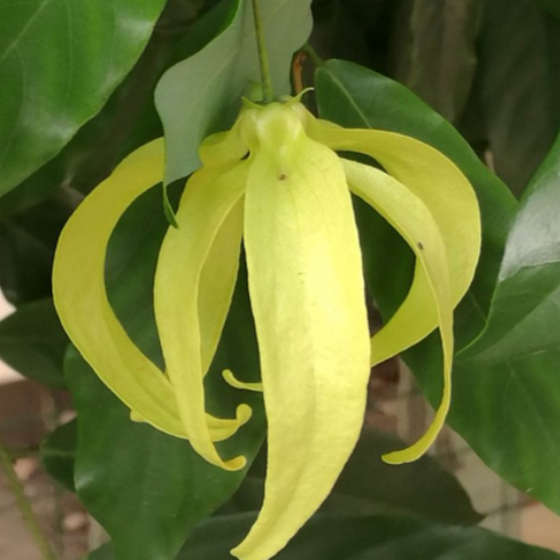 夏季观花木本花卉 矮种依兰香俗称假鹰爪 一串珠 鸡爪凤 花多花香