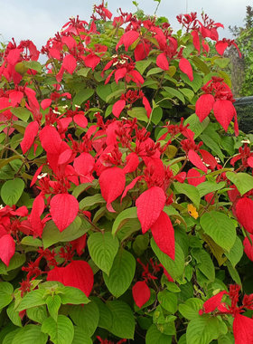 新品种花卉木本多年生 大红花玉叶金花大苗带盆土30厘米高多分枝