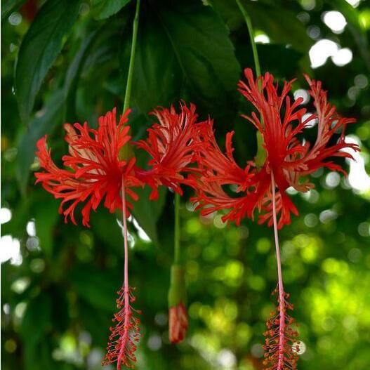 吊钟裂瓣扶桑单枝小苗