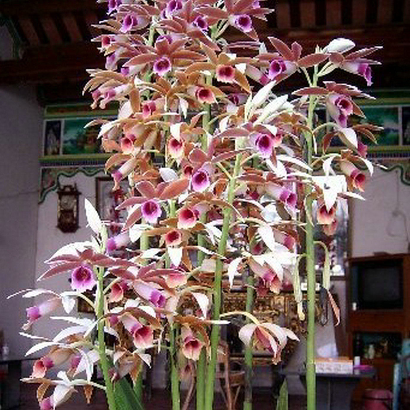 盆栽花卉兰花鹤顶兰千鹤兰
