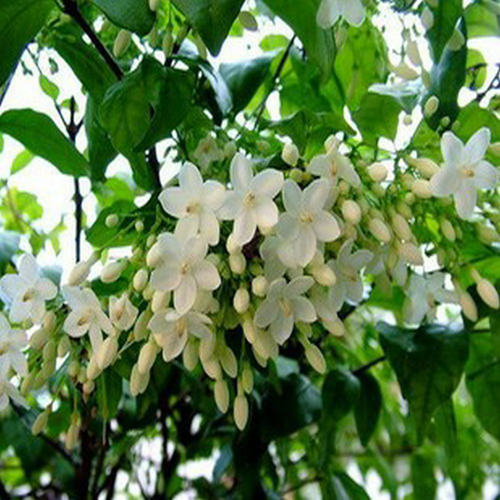 无冠倒吊笔别名水梅花香水梅