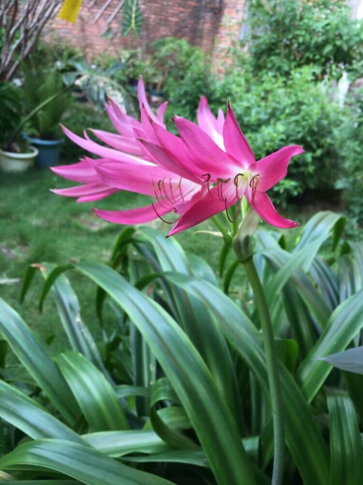 阳台庭院观花卉盆栽 香花红花文殊兰 易丛生开花多一个小指粗根头