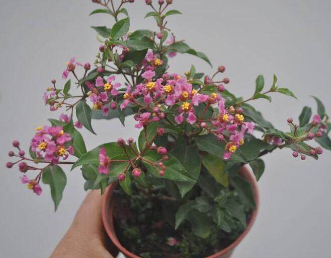 室外庭院阳台盆栽地栽 台湾李氏小叶樱桃 可作盆景素材