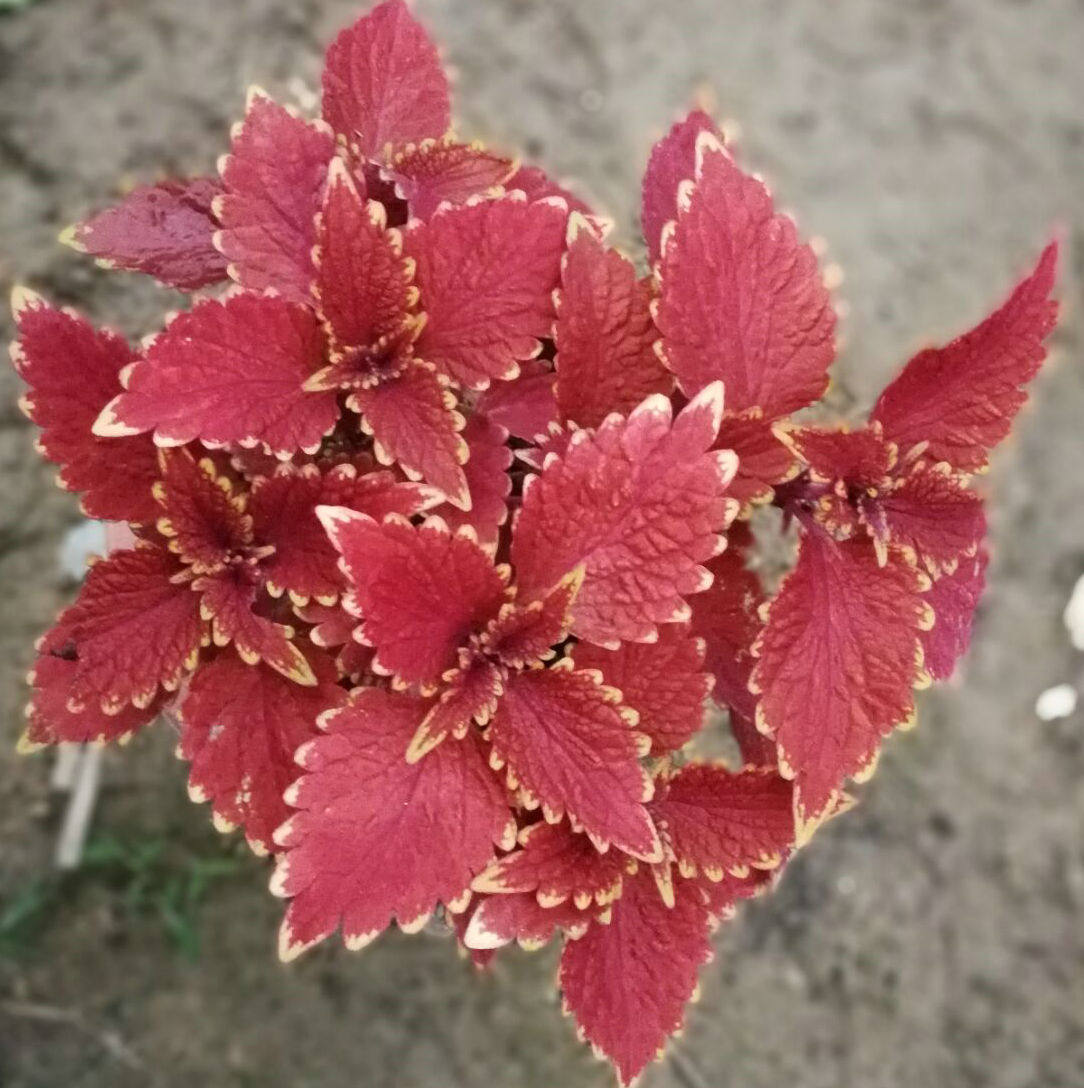 盆栽观叶草本植物 金边深红彩叶草 叶子好看一株20厘米高多分枝