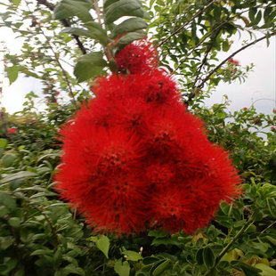 观花木本植物 年青蒲桃 泰国粉扑花 泰国风车子小苗单枝带袋土