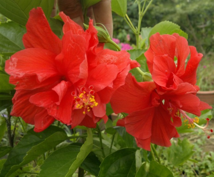 重瓣扶桑中间美观朱槿花