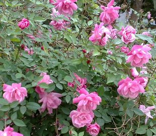 庭院阳台盆栽花卉中国古老月季月月粉粉红月季花半藤本月季多年生