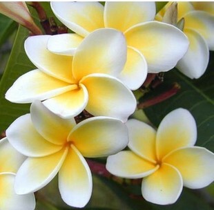 庭院室外观花花卉 鸡蛋花单枝苗 有白边黄心花和粉红花2色 花清香