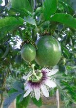 藤本植物紫香西蕃莲单枝裸根苗