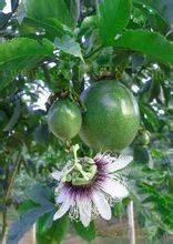 藤本植物紫香西蕃莲单枝裸根苗