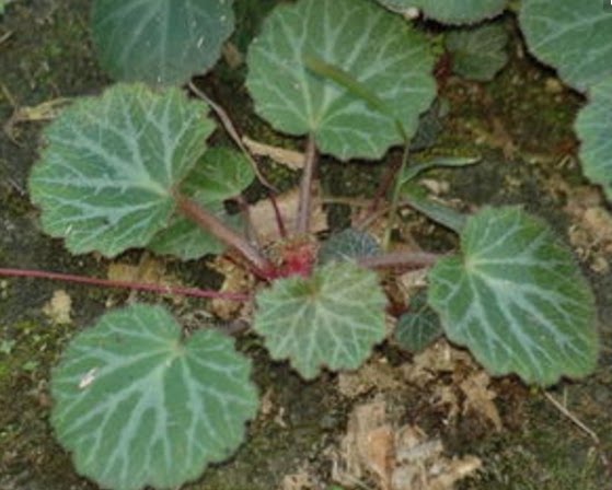 广东省百花谷 矮型品种 虎耳草 石荷叶金线吊芙蓉 多年生草本植物