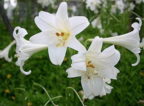 清香洁白的台湾白色百合铁炮百合易种繁殖快夏初开花后长小球,鲜花速递/花卉仿真/绿植园艺,时令草本花卉,淘宝优惠券,粉丝福利购,淘宝优惠卷