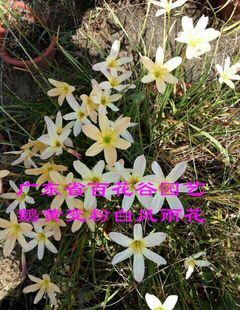 庭院阳台观花植物 风雨兰花苗  小指粗根头一个 要哪色拍哪个