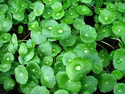 观叶植物 铜钱草蘑菇草 水养或种土 粗生管理  团团圆圆 好运连连 - 封面