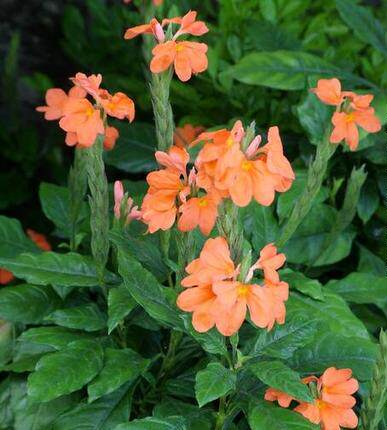 观花花卉盆栽花期长 鸟尾花 别名十字爵床 半边黄  冬天不会枯萎