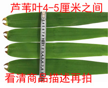 辽河湿地野生芦苇叶200片新鲜芦苇叶送马莲草清香味浓辽宁粽子叶