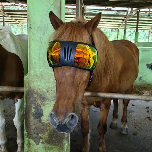 马护目镜骆驼马犬户外防风护具