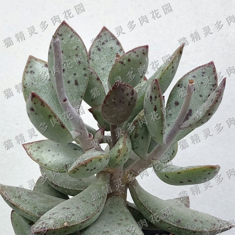 猫精灵多肉花园 草莓蛋糕水泡 多肉植物 老桩 天锦章 组合盆栽
