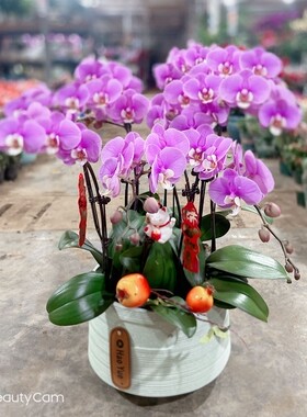 济南同城蝴蝶兰大盆栽花卉家居商务年宵花卉绿植送花到家