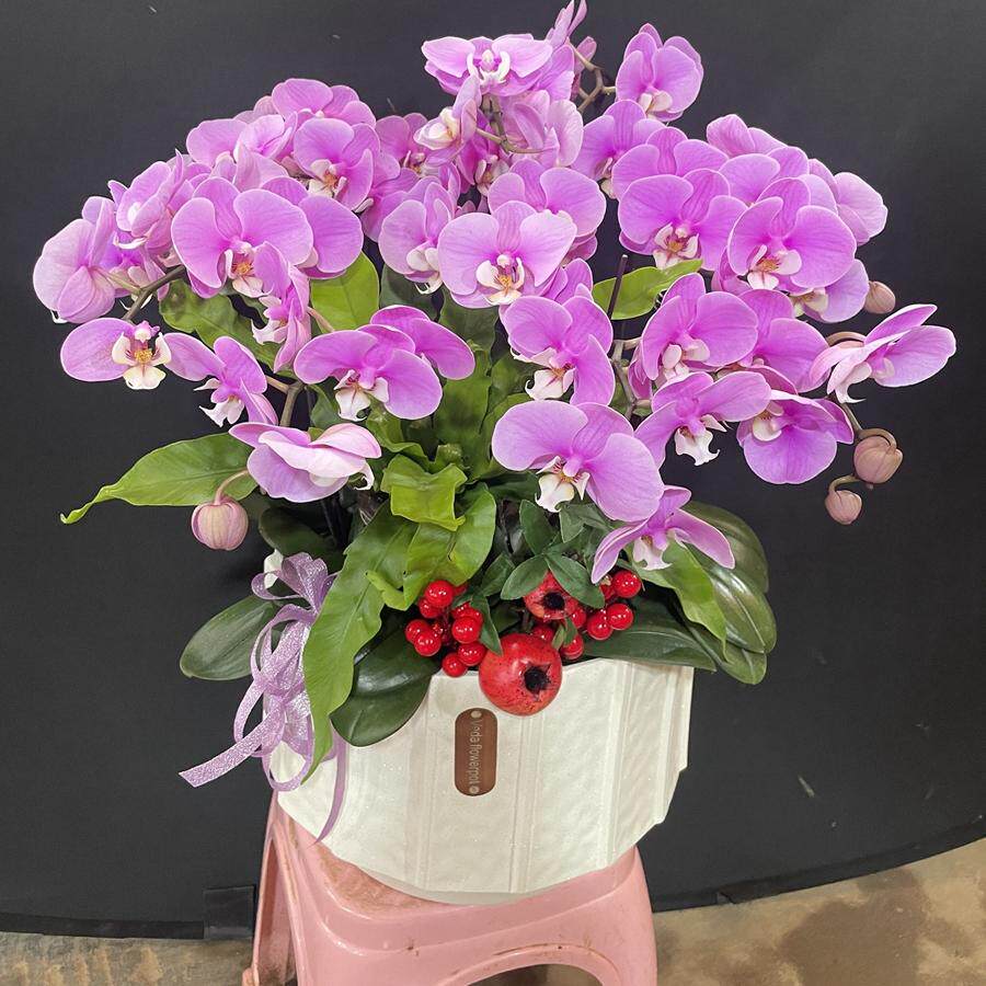 济南同城鲜花绿植蝴蝶兰带盆栽好大型绿植/成品组合盆