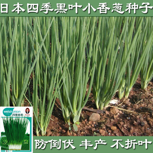 日本小香葱种子四季播种小葱籽抗倒伏不折叶耐热高产农家小葱种子
