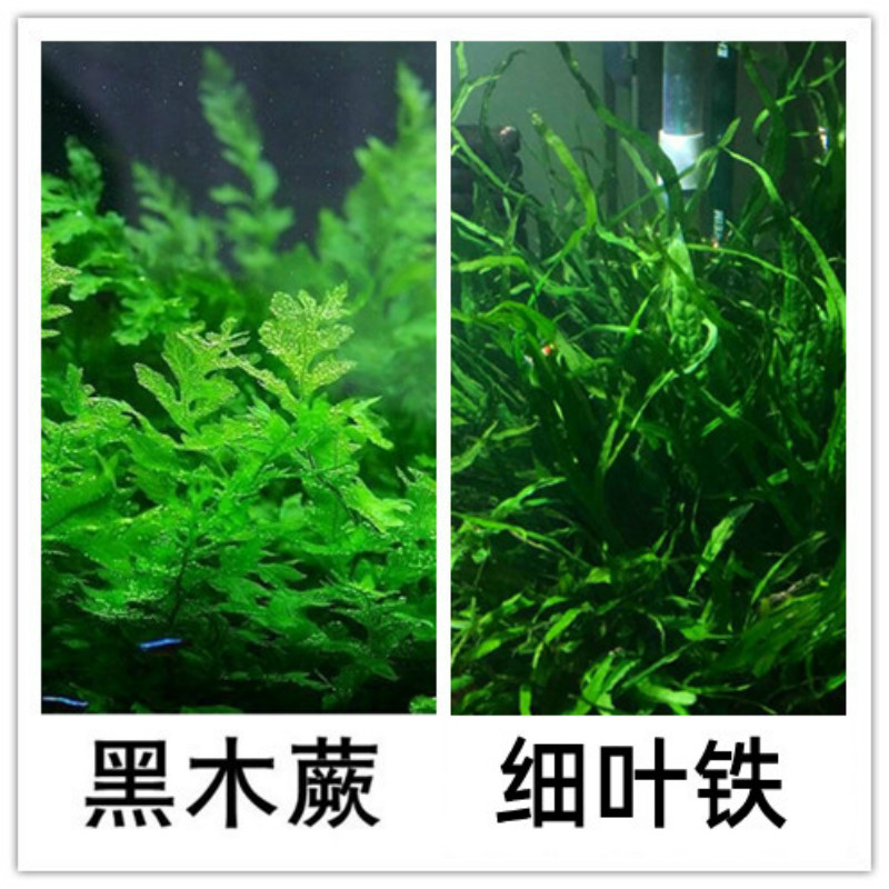 黑木蕨水下叶阴性水草细叶铁皇冠鱼缸水草缸造景中后景绑沉木水草