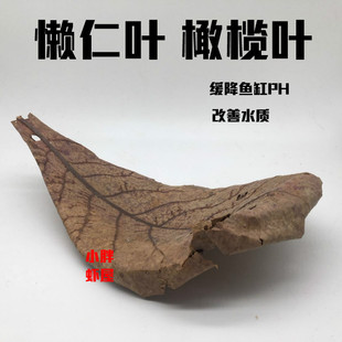 榄仁叶 自然抗菌 降低鱼缸PH值 改善水质 降酸调节 懒人叶