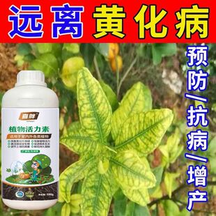 【急救黄化】黄化病专用药严重黄叶黄斑黄龙病果树柑橘桔树通用