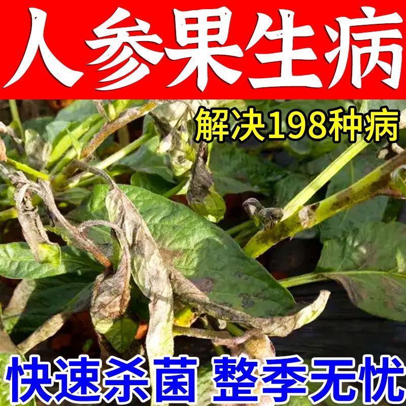 人参果病害清人参果疫病药黄叶病叶霉黑斑炭疽病疫病真菌病毒病药