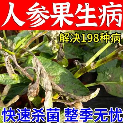 人参果病害清人参果疫病药黄叶病叶霉黑斑炭疽病疫病真菌病毒病药