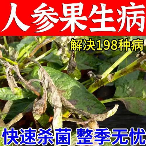 人参果病害清人参果疫病药黄叶病叶霉黑斑炭疽病疫病真菌病毒病药