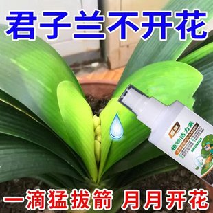 最快三天】君子兰快速拔箭专用营养液体肥防黄叶枯萎烂根催开花