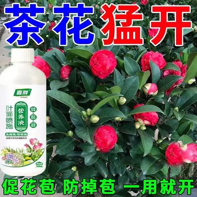 【一喷绿】山茶花专用肥茶花营养液防黄叶落蕾干尖催花促花叶面肥