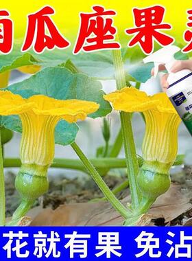南瓜专用授粉剂贝贝南瓜授粉药南瓜保花坐果药点花药沾花催花增瓜