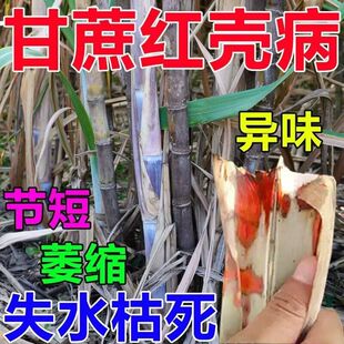 甘蔗病全治甘蔗红壳病药甘蔗病防治锈病稍腐病黄叶病黄化病杀菌剂