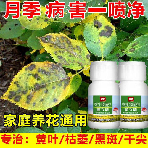 月季花专用药病全治黄叶黑斑病白粉病月季病虫害药月季花杀菌剂