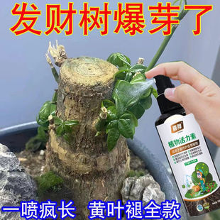 好用 发财树营养液专用肥料催芽剂防黄叶烂根一喷绿绿植通用花肥