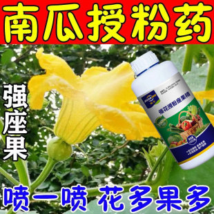 南瓜授粉座果精南瓜座果灵保花坐果药点花药沾花催花增瓜免人工
