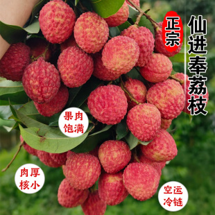 顺丰空运增城仙进奉荔枝新鲜水果当季整箱现摘现发荔枝大果包邮