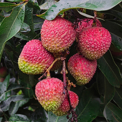 妃子笑荔枝3斤新鲜采摘空次日达