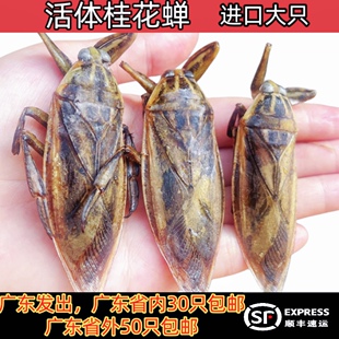15只起售新鲜速冻田鳖 活体桂花蝉 大田鳖水蟑螂50只起包邮